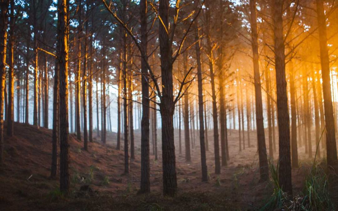 REFLECTIONS ON THE FIRST VERSE OF THE TAO TE CHING