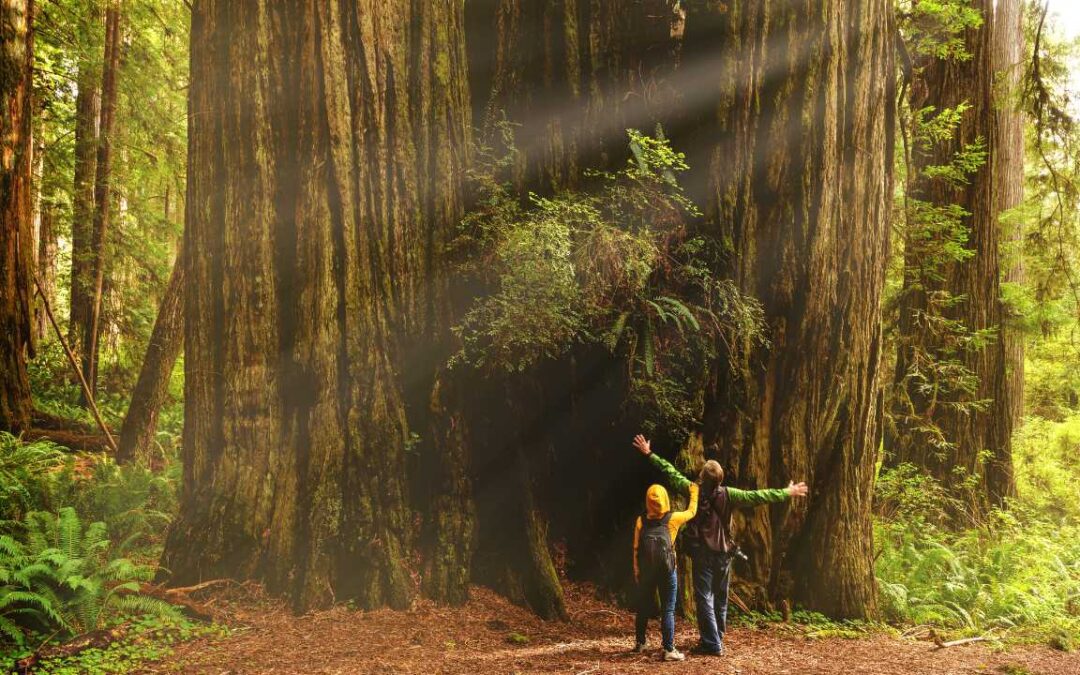 WHAT TREES CAN TEACH US ABOUT PATIENCE AND GROWTH