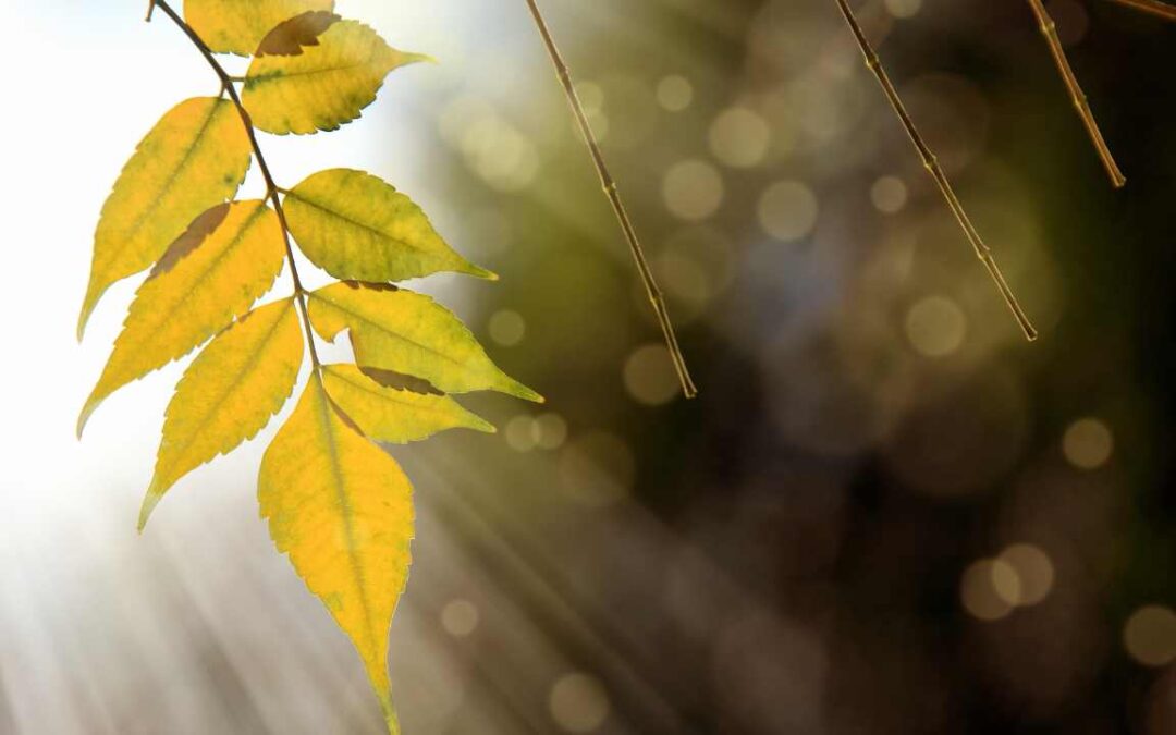 REFLECTIONS ON THE TAO – VERSE 3: SIMPLICITY AND AMBITION