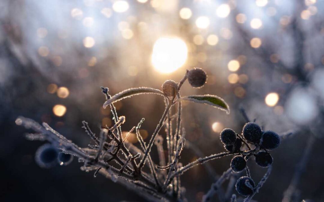 BENEATH THE SURFACE: A WINTER SOLSTICE REFLECTION