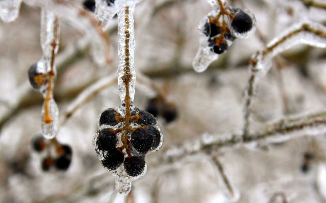 LETTING WINTER HOLD WHAT’S NOT READY YET