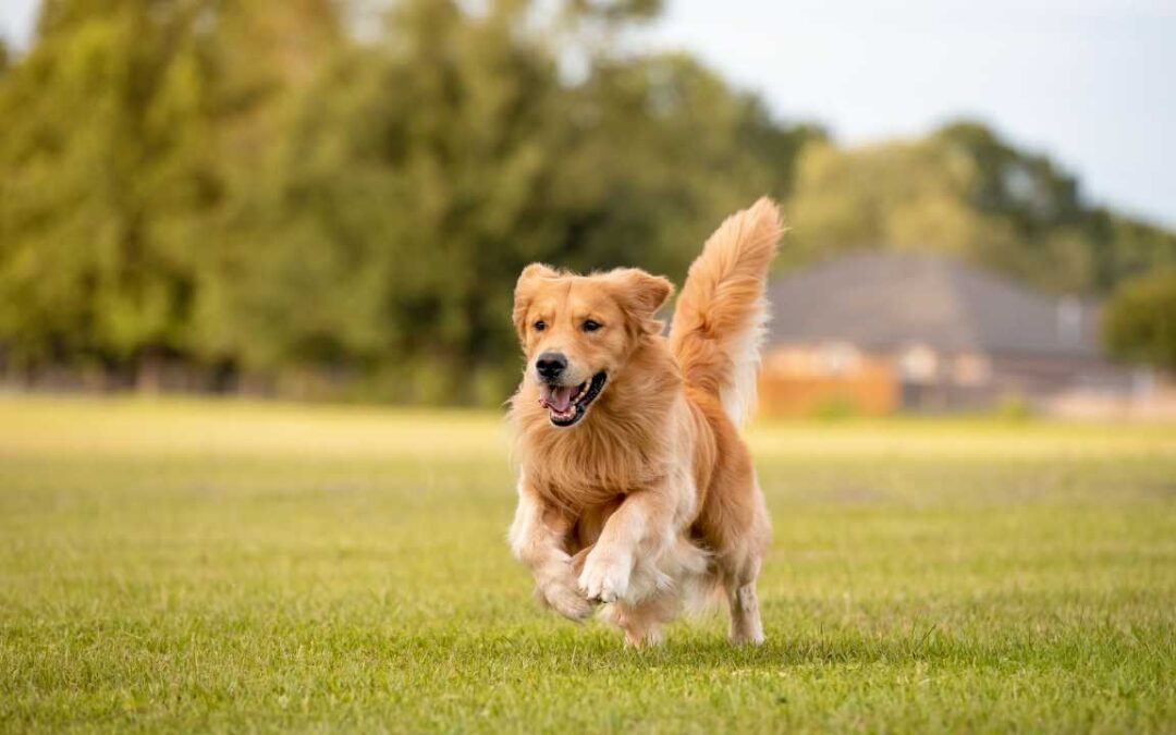 THE STICK IS STILL WONDERFUL