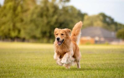 THE STICK IS STILL WONDERFUL